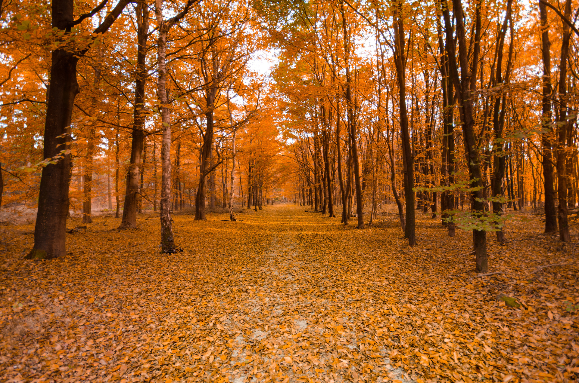 Park Full Of Orange Autumn Leaves